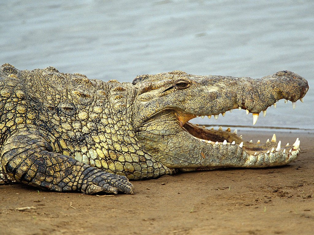 Nile Crocodile, Masai Mara, Kenya